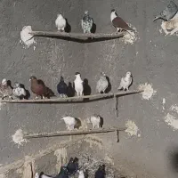 کفتر رنگی