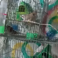 فنج پاکستانی و سره کوهستانی  دوجفت