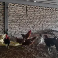 تخم مرغ نطفه دار گلین ریشو و خالدار|حیوانات مزرعه|تهران, شادآباد|دیوار