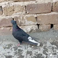 کفتر|پرنده|تربت جام, مسکن مهر|دیوار