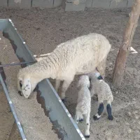 گوسفند جملی حیکلی با دوبره نروماده|حیوانات مزرعه|زابل, |دیوار