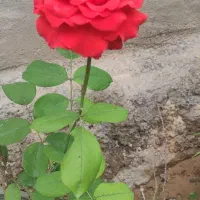 فروش نهال|خدمات باغبانی و درختکاری|شوشتر, |دیوار