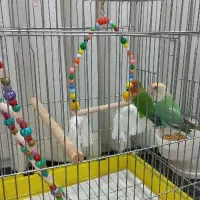 طوطی برزیلی نرماده