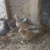 جوجه دم سفید