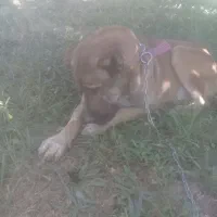 گمشده یابنده مژدگانی داده میشود ای|سگ|شازند, |دیوار