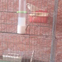 قناری ماده سفید یه دست