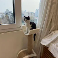 واگذاری بچه گربه خانگی