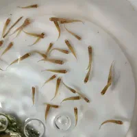 ماهی ولابستر