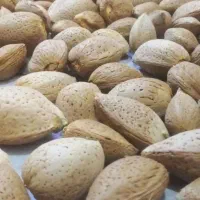 بادام دختی آبی