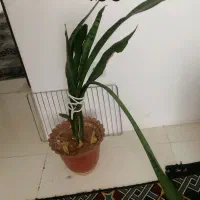 گلهای خانگی طلاییه|گل و گیاه طبیعی|شیراز, شهرک رضوان|دیوار