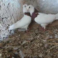 کبوتر|پرنده|اهواز, سیصد دستگاه|دیوار