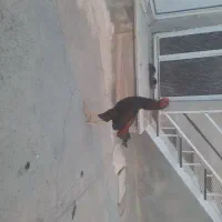 خروس لاری