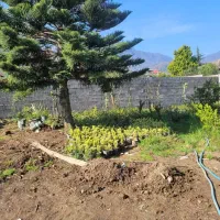 زمینی به مساحت 350 متر اوشیان|فروش زمین و ملک کلنگی|چابکسر, |دیوار