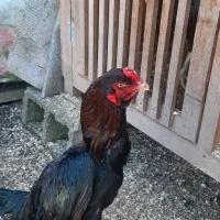 مرغ وخروس لاری