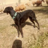 تازی سالوکی|سگ|دیواندره, |دیوار