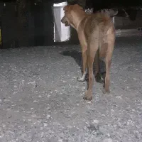 سگ سرابی