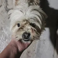 شیتزو تریر|سگ|بیجار, |دیوار