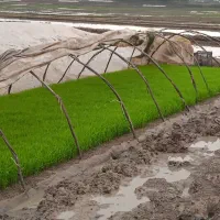 برنج هاشمی گیلان، سرزمین تالش|خوردنی و آشامیدنی|لوندویل, |دیوار