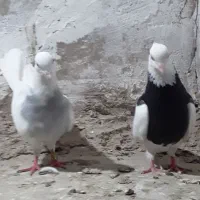 کبوتر