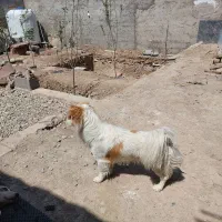 واگذاری سگ پا کوتاه