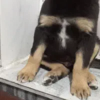 توله سگ روت وایلر|سگ|کرمانشاه, |دیوار