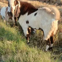 باسلام دو عدد بز نر درجه یک|حیوانات مزرعه|کارون, |دیوار