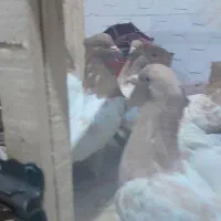 سینه زرد پاک و هوایی|پرنده|مه ولات, |دیوار