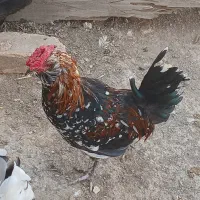 خروس گلین|حیوانات مزرعه|برخوار, |دیوار