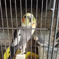 عروس هلندی|پرنده|تهران, مینای شمالی (مخبر)|دیوار