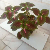 گل حسن یوسف و پتوس