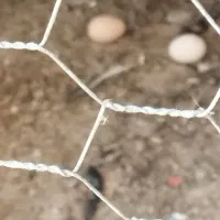 مرغ خانگی|حیوانات مزرعه|کازرون, |دیوار