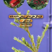 گیاه بیرونی(مناسب تراس و باغچه)اهواز|گل و گیاه طبیعی|اهواز, کیان اباد|دیوار