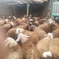 بره نرکشتاری|حیوانات مزرعه|تهران, شهرآرا|دیوار