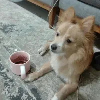 واگذاری سگ پامرین،اسپیتز|سگ|سیرجان, |دیوار