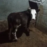 گوساله نرسیمینتال وتلیسه