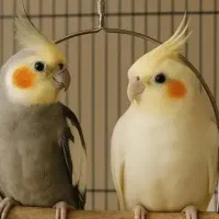 فروش عروس هلندی مولد زیبا.