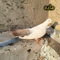 دو ماده دم قهوه ای قطعه دار