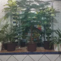 کاج مطبق نژاد خارجی