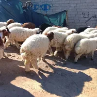 20عدد بره نر شرط صحیح وسالم