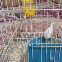 جفت نرماده فنچ|پرنده|زابل, |دیوار