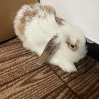 یک جفت خرگوش لوپ ۷ماهه