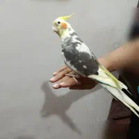 عروس هلندی