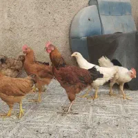 مرغ وخروس|حیوانات مزرعه|مشهد, طلاب|دیوار