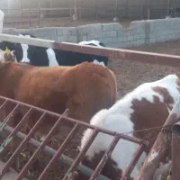 فروش تعدادی گوساله نر و ماده سیمینتال|حیوانات مزرعه|بسطام, |دیوار