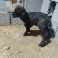 بره شیری پاک 2روزه ولی کوره