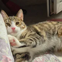 واگذاری گربه