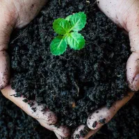 فروش عمده اسید هیومیک لئوناردیت مستقیم تولیدکننده