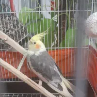 عروس هلندی نر