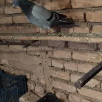 تعدادی کبو.تر