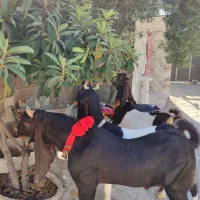 ۲راس بزویک چپش پاکستانی|حیوانات مزرعه|شیراز, وزیرآباد|دیوار
